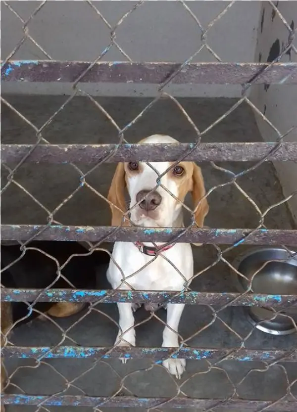 This Is Bolas, A - Beagle-harrier