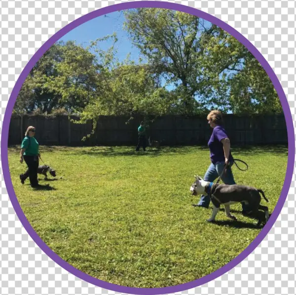 Website Adult Graphic - Lawn