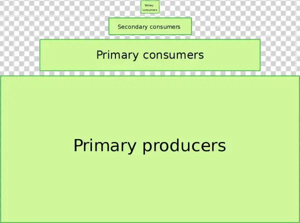 File - Ecological Pyramid - Svg - Ecological Pyramid