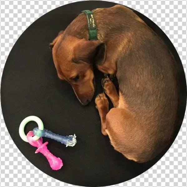 Hyunalee2 - Companion Dog