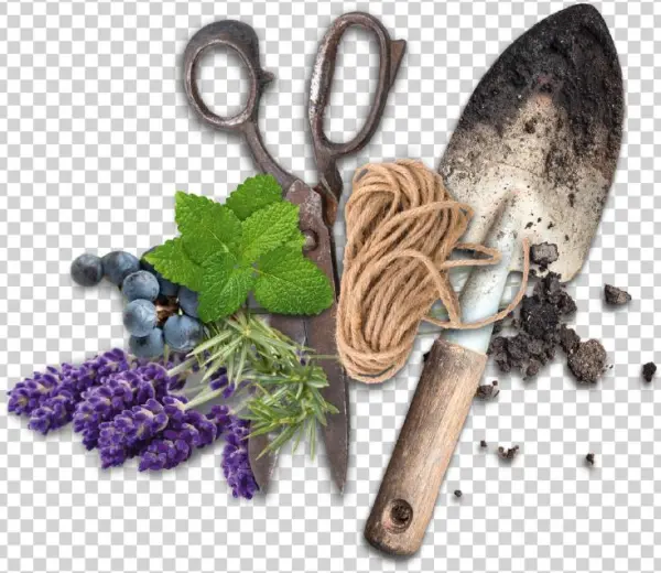 Regional Herbs - Superfood