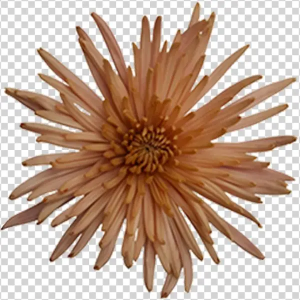 Anastasia Bronze Fuji Anastasia Bronze Fuji - Chrysanths