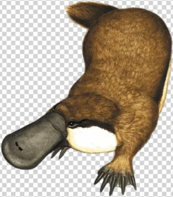 Animals - Obdurodon Dicksoni