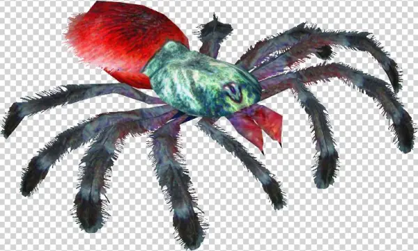 Antilles Pinktoe Tarantula