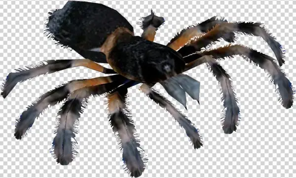 Mexican Red Knee Tarantula