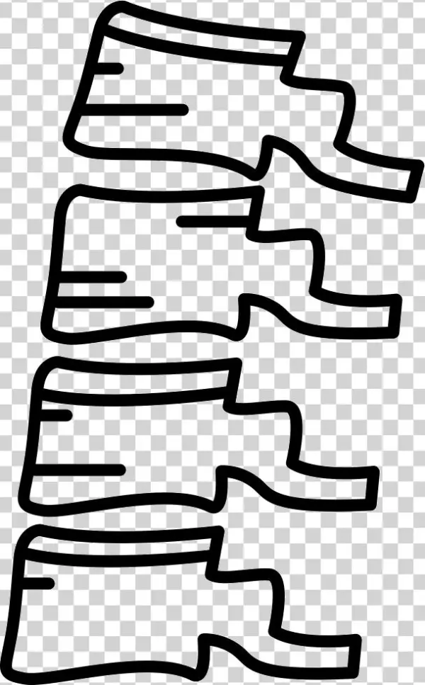 Png File - Vertebral Column
