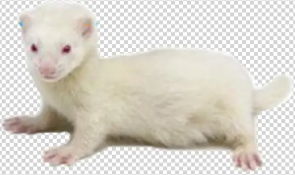 Report Abuse - Furet Blanc Yeux Rouge