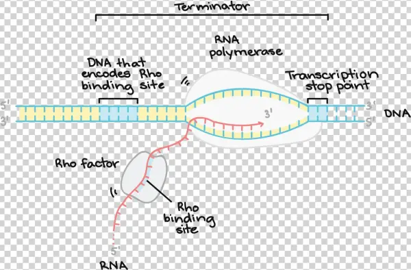 1367 X 806 9 - Diagram