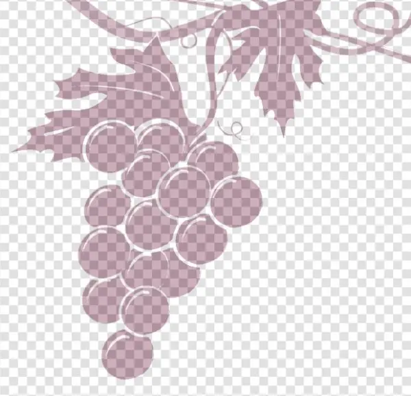Grapevine-transparent - Illustration