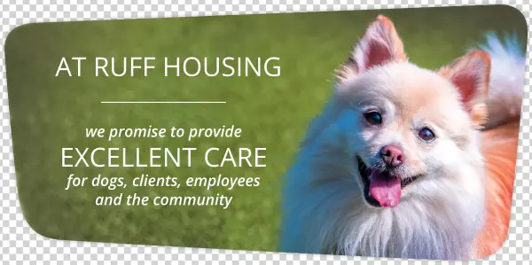 Smalldog About - German Spitz Mittel