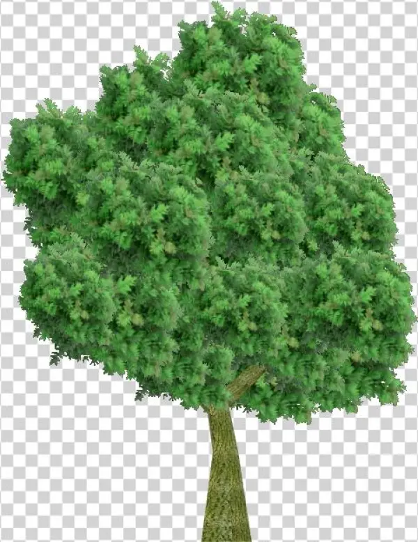 European Ash - Кусты Без Фона