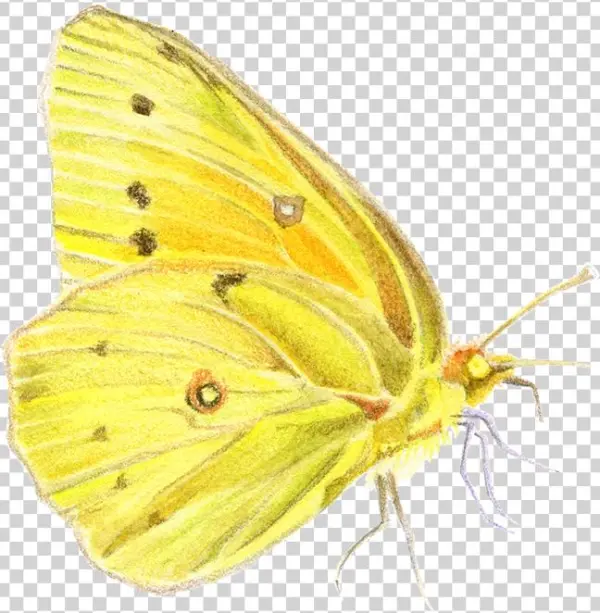 Habitat De Las Especies De La Reserva Biológica Huilo - Colias Hyale