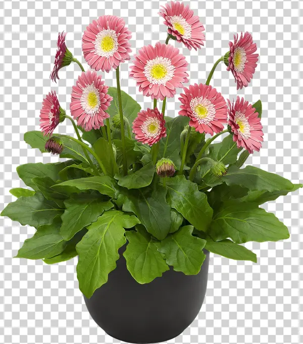 Hoge Resolutie Afbeelding, Download Bestand - Barberton Daisy