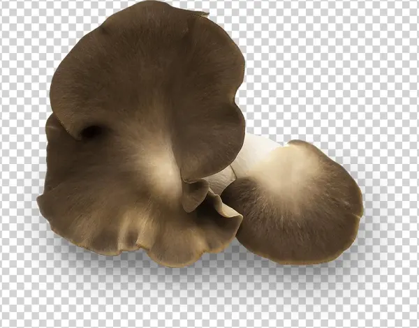 Their Texture Maintains A Delicate, Melting Quality - Pleurotus Eryngii