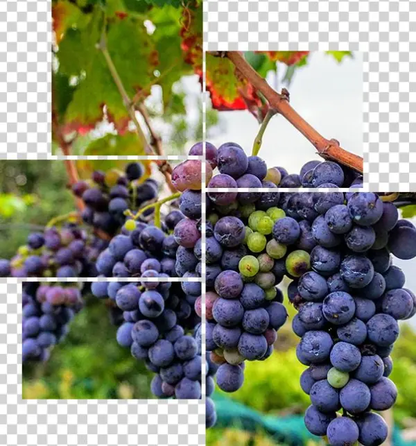 Grapes - Agriculture