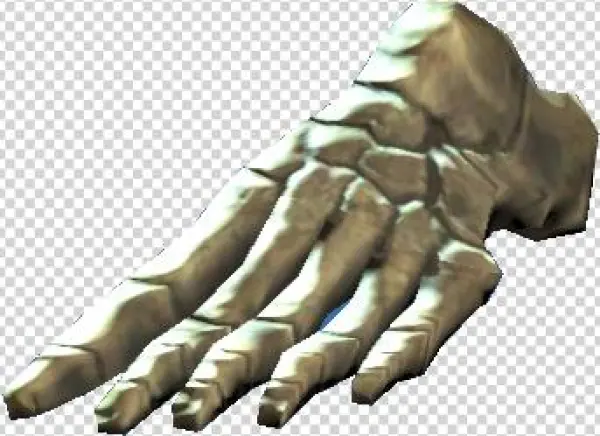 Left Foot Bones - Portable Network Graphics