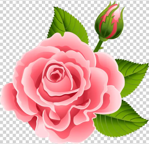 Rose Bud Png