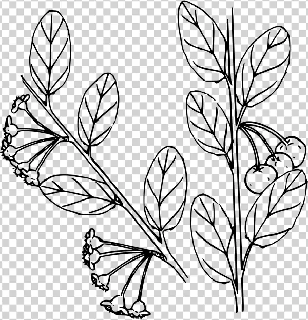 This Free Icons Png Design Of Bitter Cherry