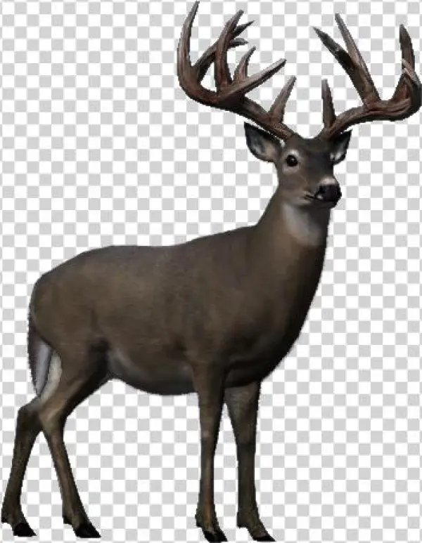 Whitetail - Wiki