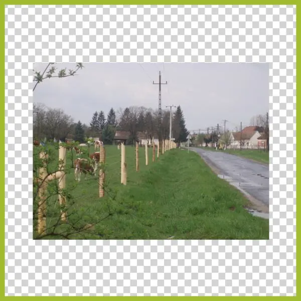 4-strand Cattle Fence - Thuya