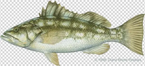 All-tackle World Records - Calico Bass