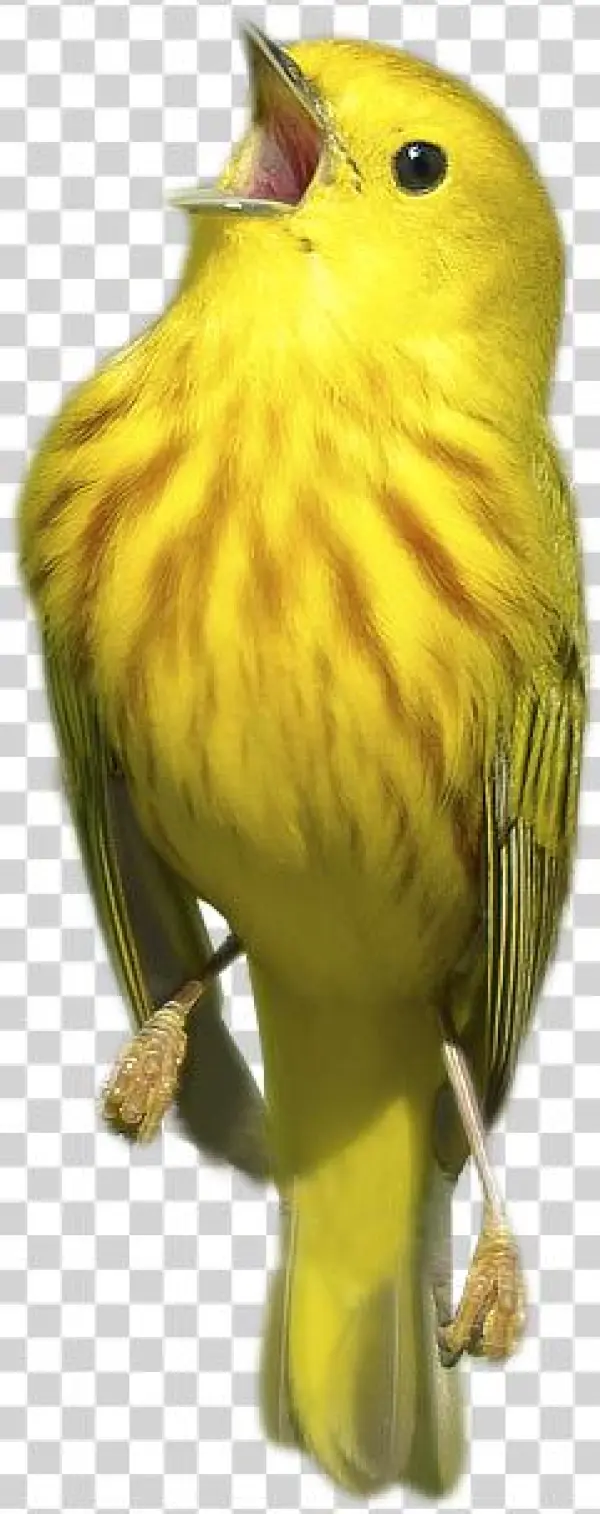 Birbo Spaghetto - Spaghetti