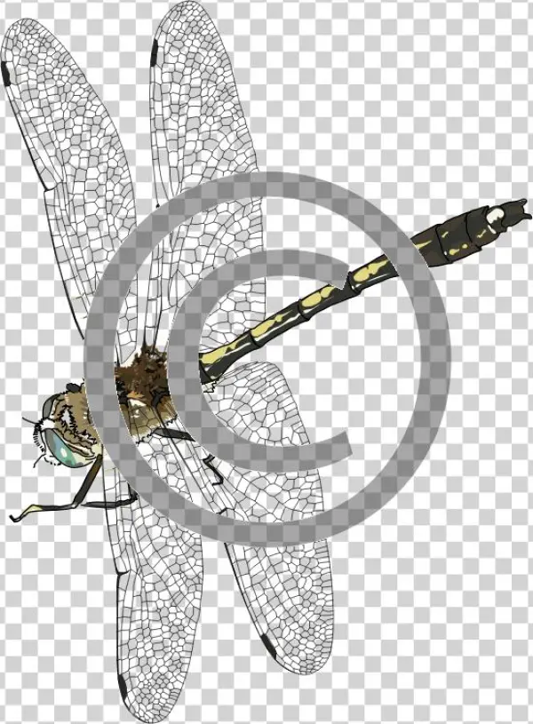 Dragonfly - Png - Illustration