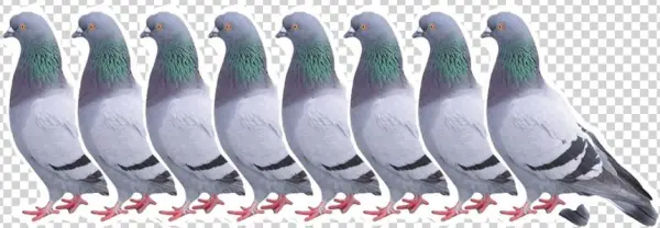 Justin Wischik - Pigeon