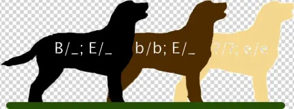Labretcolors - Labrador Retriever Genetics