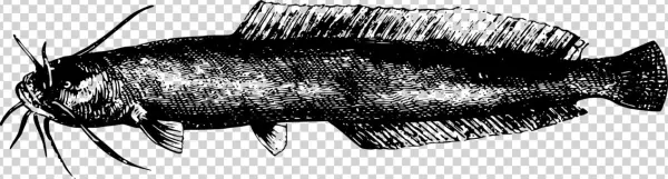 Lake Tanganyika Fish /m/02csf Encapsulated Postscript - Fish