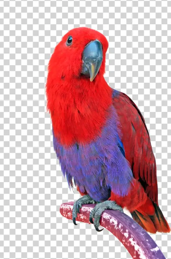 Png Image Information - Parrot