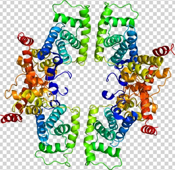 Protein Ccnt1 Pdb 2pk2 - Cyclin T1