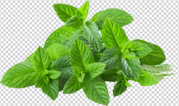 Transparent Images Pluspng Spearmintpng