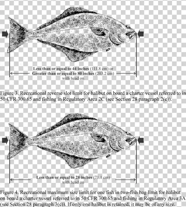 Classification - Snapper