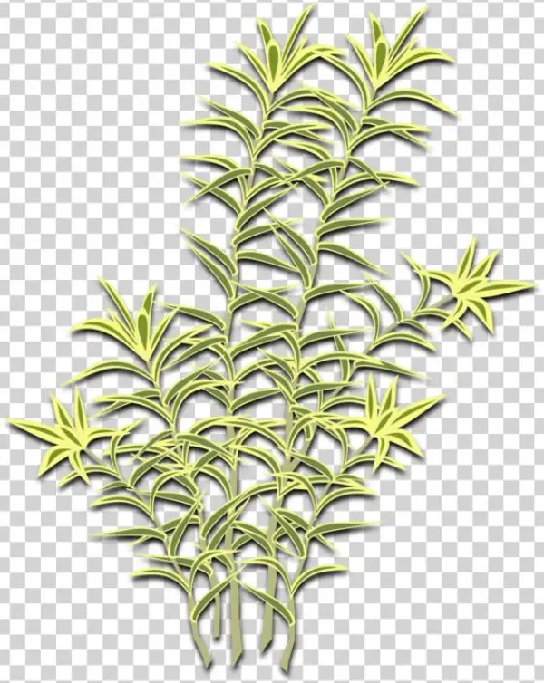 Computer Icons Symbol Cartoon Line Art - Dracaena