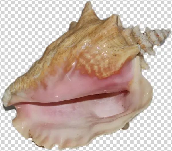 Conch-shell