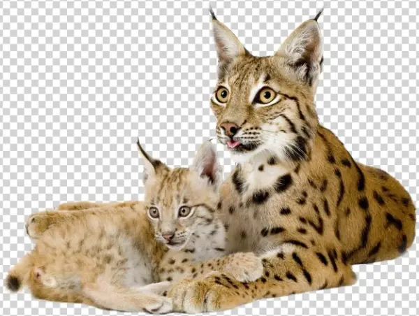 Download - Рысь Png