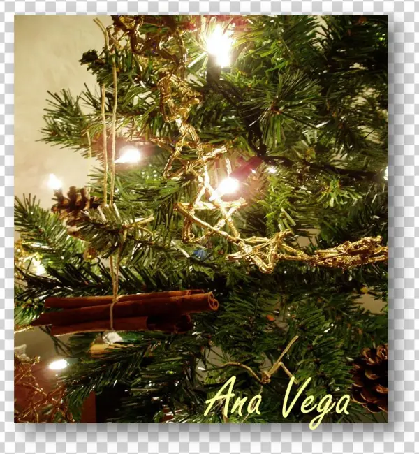 En La Antigüedad Se Conocía Como El Árbol De Yule, - Yule