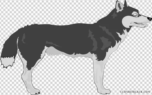 Gray Wolf Clipart Wolf Animal - Alaskischer Malamute-hundegeschenke Grußkarte