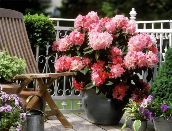 Jungle Geranium - Rhodedendron