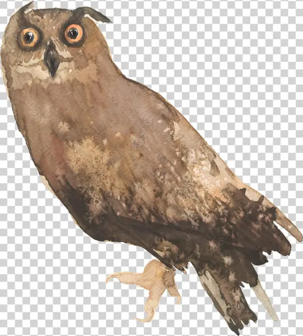 Lively Owl Cartoon Transparent - Clip Art