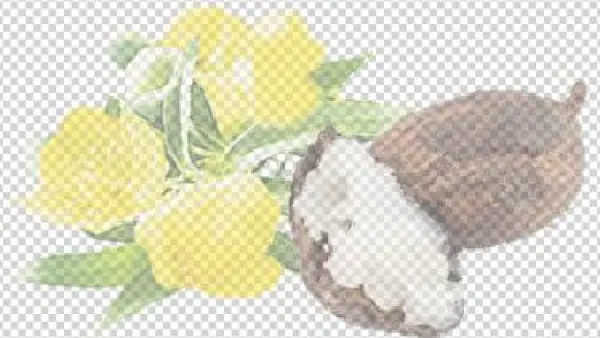 Love Your Skin - Butyrospermum Parkii Butter