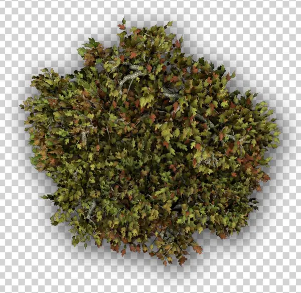 Maple-b - Za Atar Kruiden