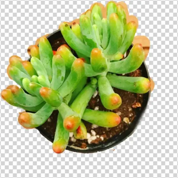 Sedum Pachyphyllum - Rainbow Jellybean - Sedum Rubrotinctum