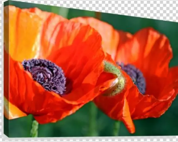 Sunlit Poppies Canvas Print - Oriental Poppy