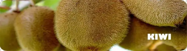 The Kiwi Is An Exotic Fruit Belonging To The Actinidiaceae - Honeydew