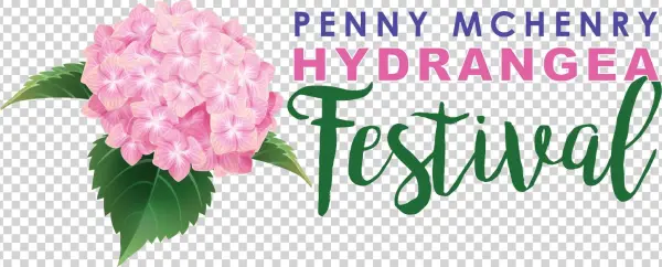 The Penny Mchenry Hydrangea Festival - Asian Paints Nilaya Lemon Appeal Zesty Green Leaves