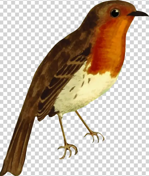 This Free Icons Png Design Of European Robin