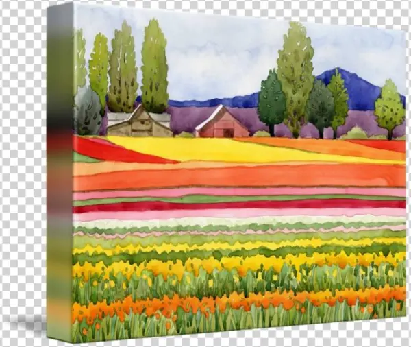 Tulip Fields By Kathy Johnson - Gallery-wrapped Canvas Art Print 15 X 11 Entitled Tulip
