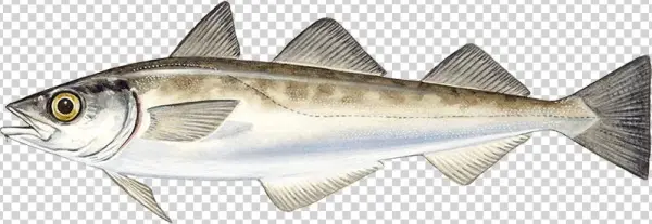 Alaska Pollock - Theragra Chalcogramma